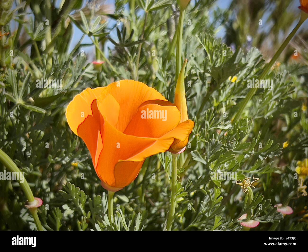 Sehen Sie einen leuchtend orangefarbenen Mohn, der während einer Frühlings-Superblüte auf einem Feld in Südkalifornien wächst - Smartphone-aufgenommenes Stockfoto