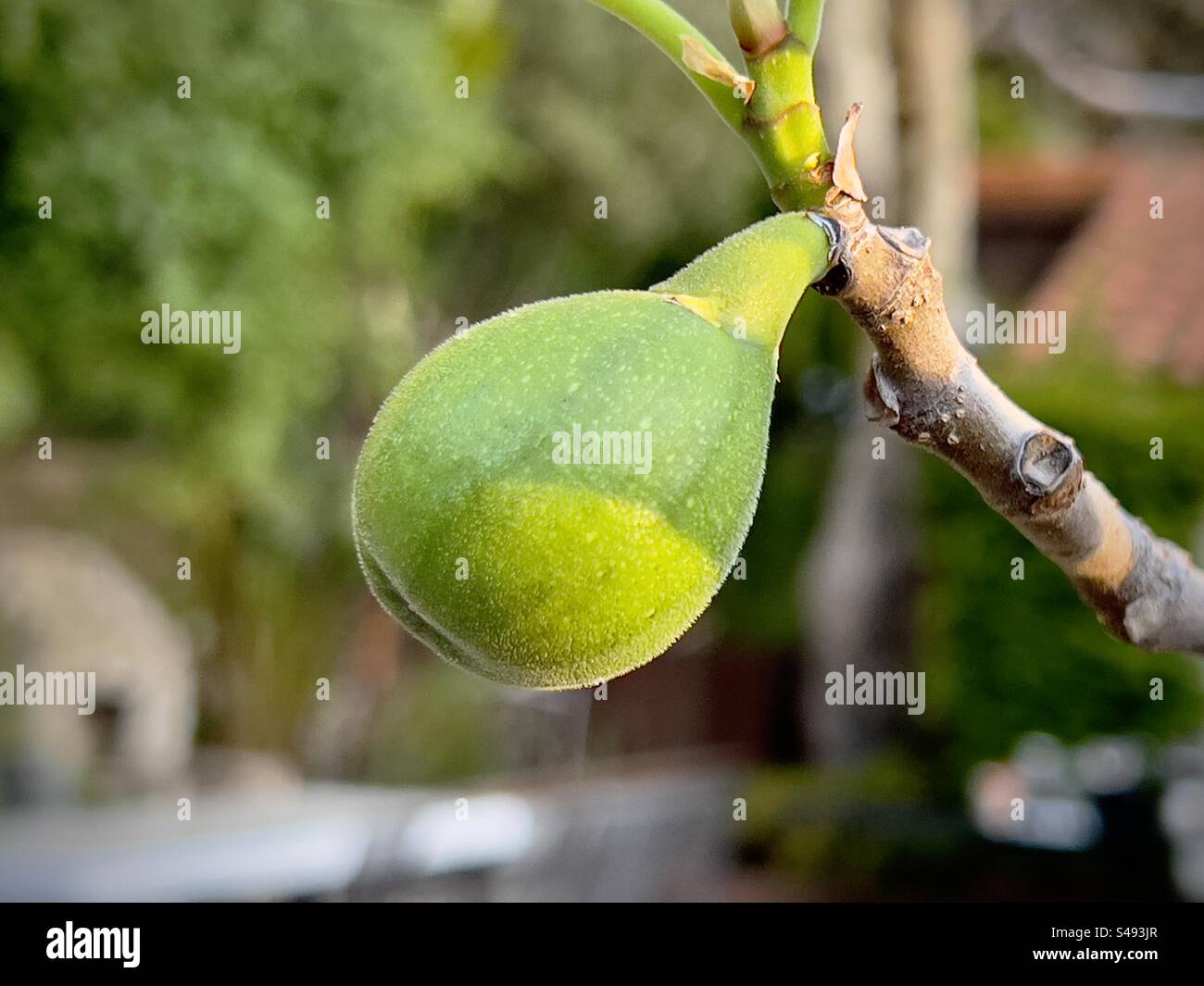 Nahaufnahme einer Feige, die auf einem Zweig wächst, Ficus carica. Flacher Fokus, Tageslicht - Smartphone-aufgenommenes Stockfoto