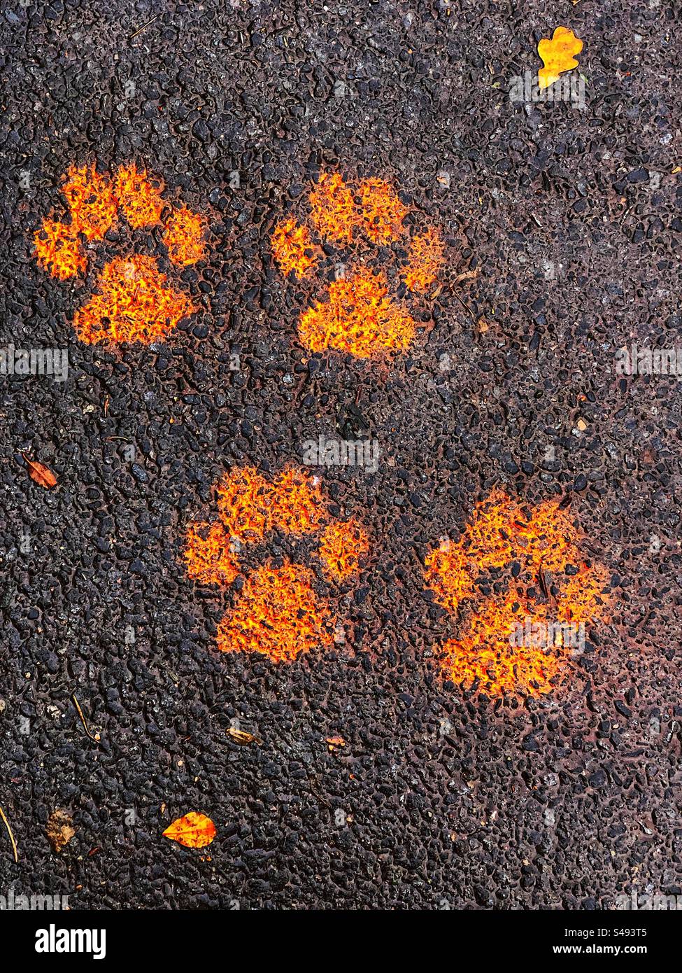 Orangefarbene Pfotenabdrücke oder Straße Stockfoto