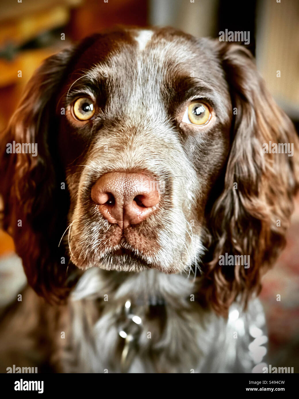 Rocky, unser Sprocker Spaniel Stockfoto