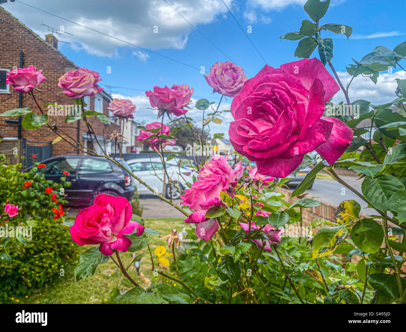 Rosafarbene Rosen blühen in einem Wohngarten Stockfoto