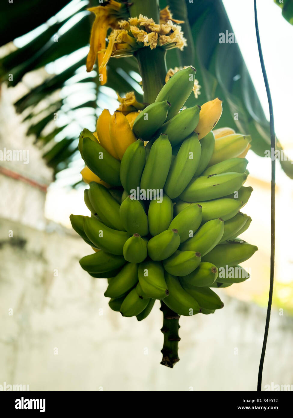 Bananen aus biologischem Anbau, die auf natürliche Weise Reifen - Smartphone-aufgenommenes Stockfoto