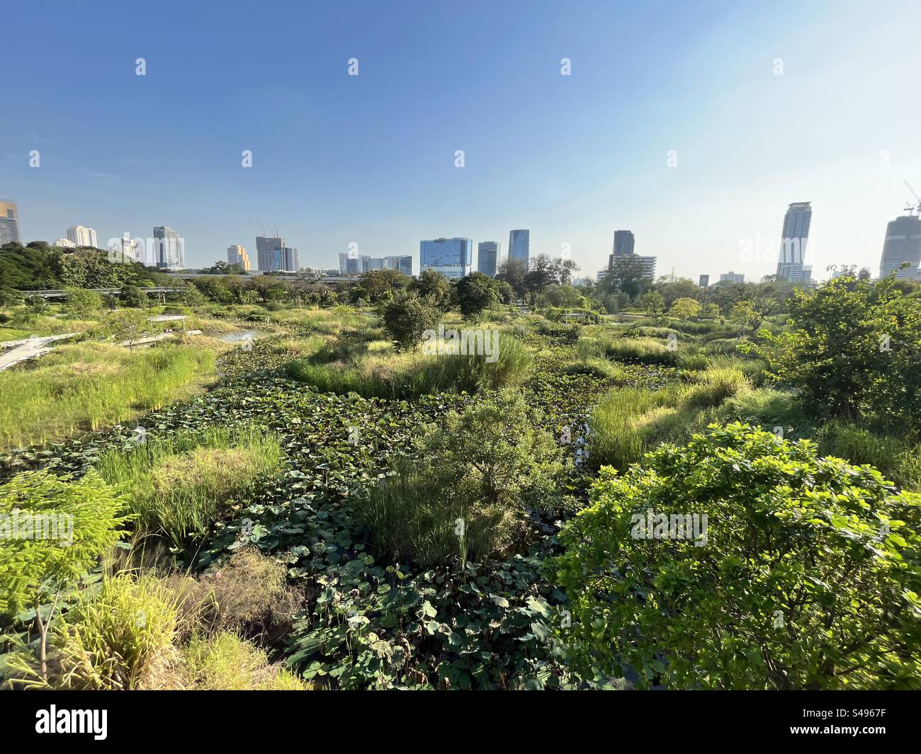 Sonnenverwöhntes Grün umrahmt Bangkoks Skyline und verbindet urbanen Fortschritt mit der Ruhe der Natur – der friedliche Reiz eines Stadtparks. Stockfoto