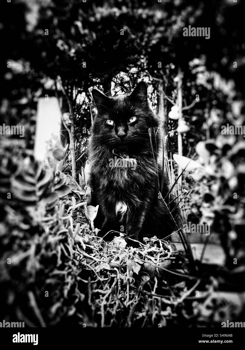Porträt einer schwarzen Katze unter grünem Laub im Garten - Smartphone-aufgenommenes Stockfoto