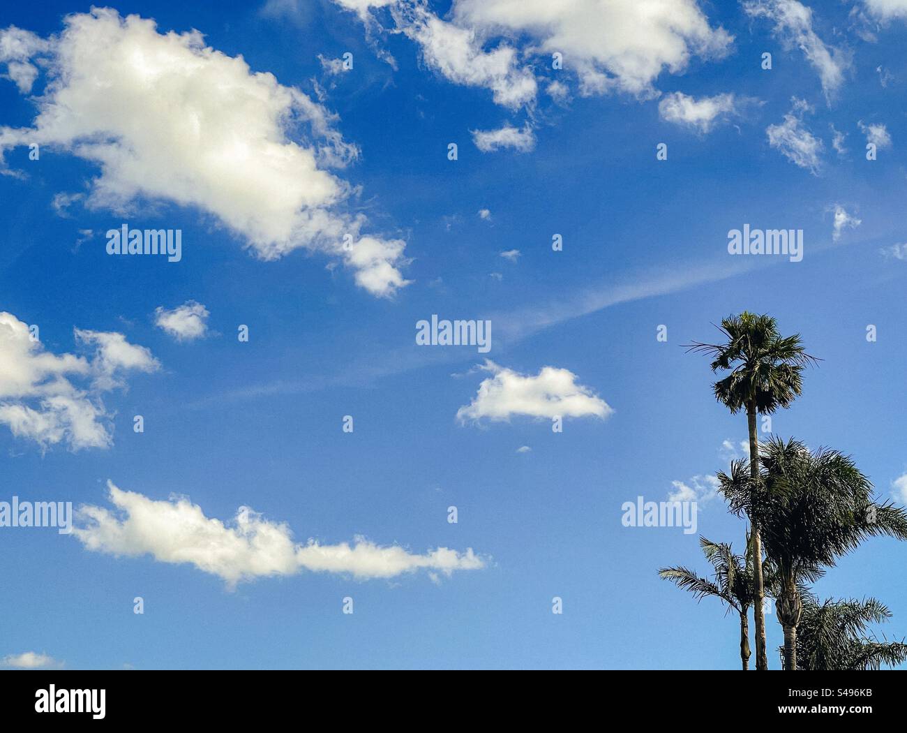 Vier Palmen am blauen Himmel mit flauschigen weißen Wolken. - Smartphone-aufgenommenes Stockfoto