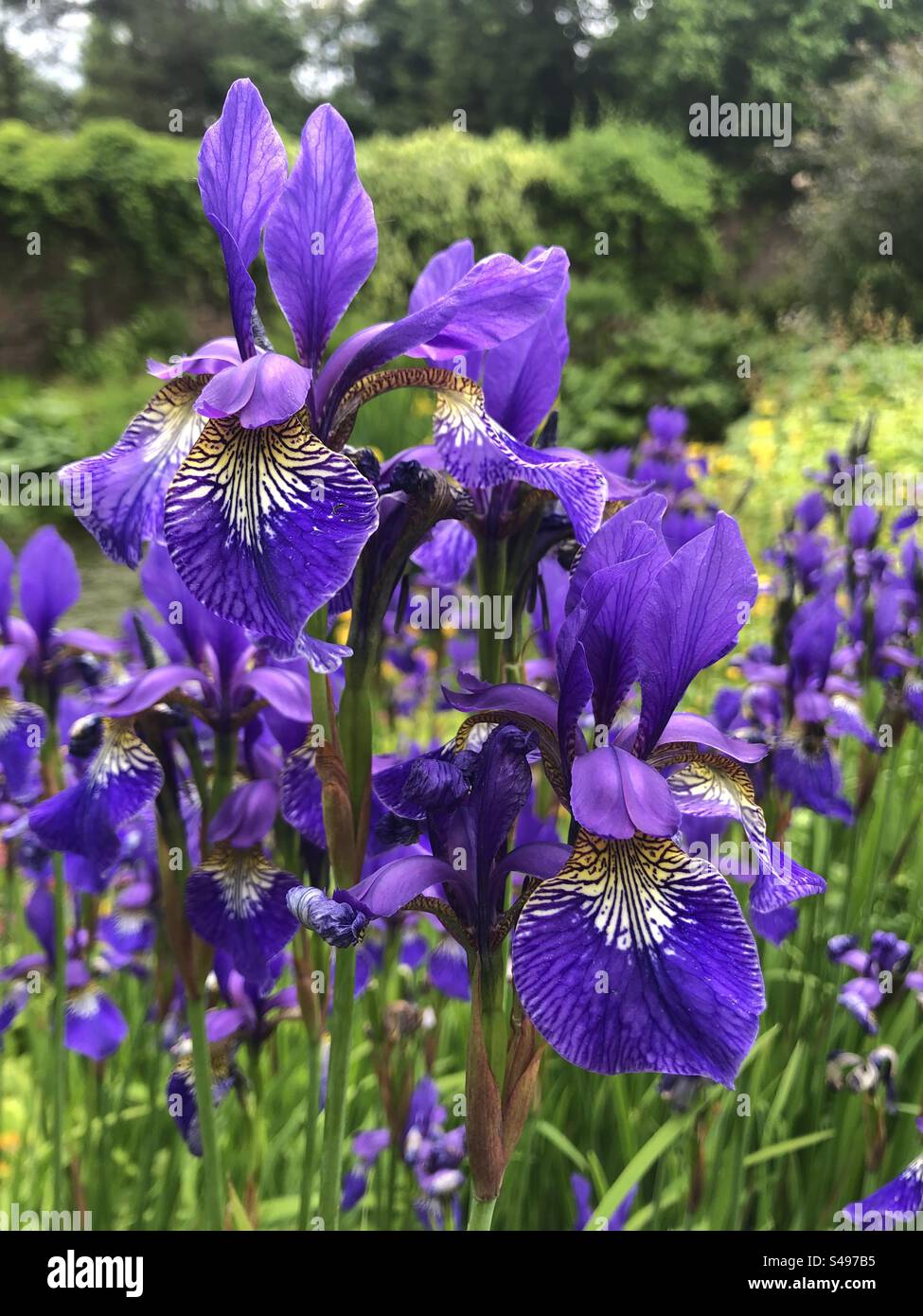 Helle lila Iris wachsen im englischen Garten Stockfoto