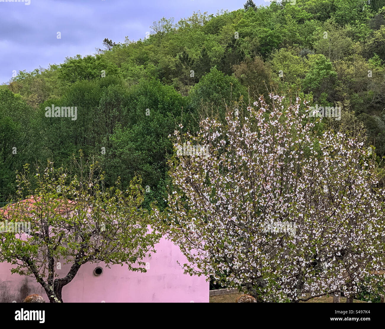 Rosafarbene Frühlingsblüten und vor rosafarbenen Wänden und einem Hügel grüner Bäume - Smartphone-aufgenommenes Stockfoto
