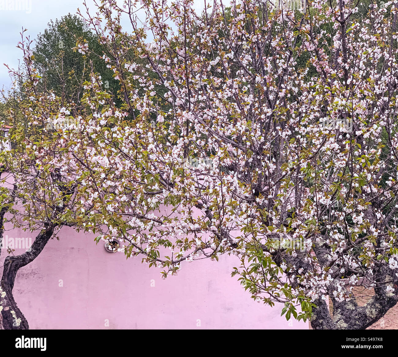 Ein Baum in voller rosa Blüte, an einer rosa Wand - Smartphone-aufgenommenes Stockfoto