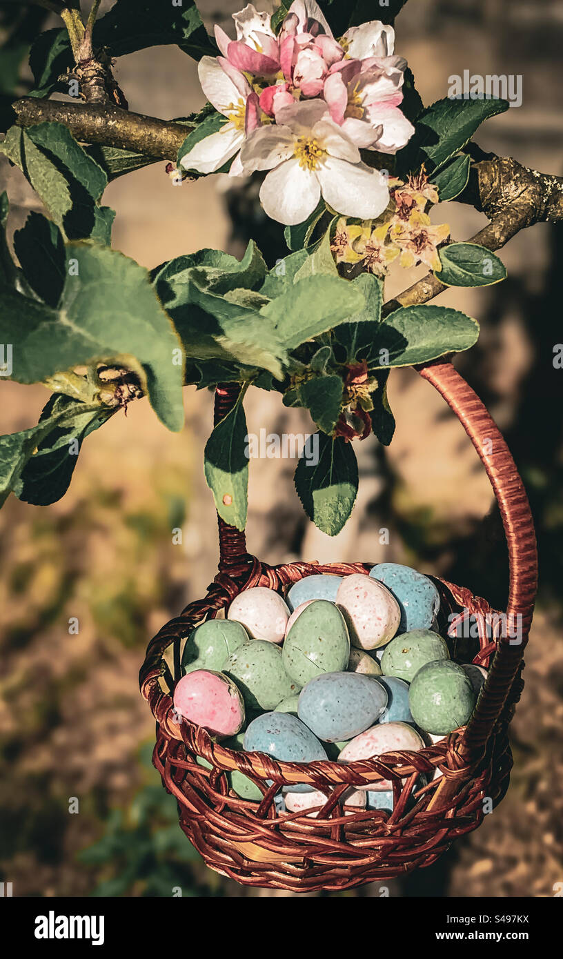 Ein Korb mit Schokoladeneiern hängt an einem Zweig mit Blüte - Smartphone-aufgenommenes Stockfoto
