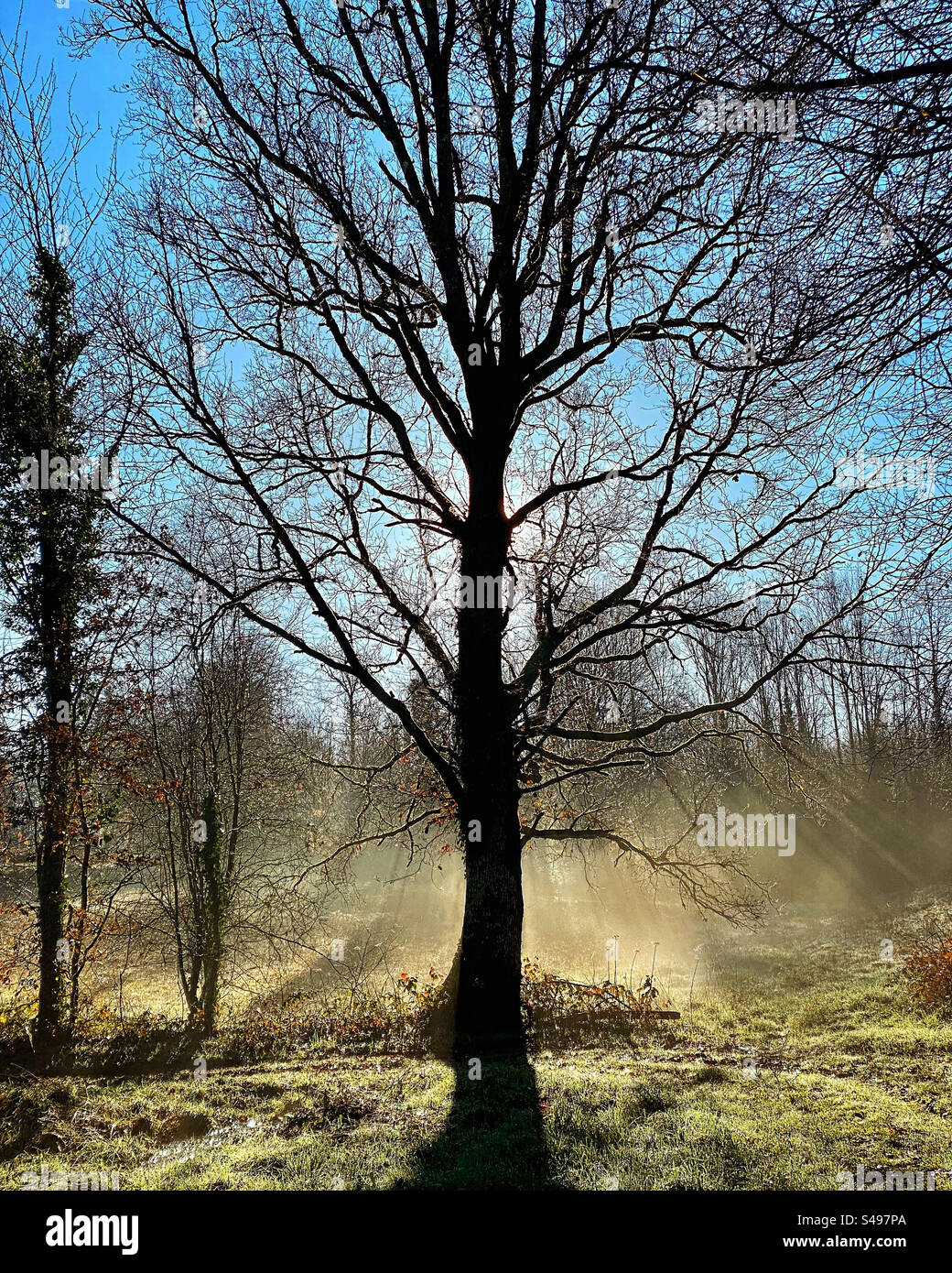 Baum im frühen Morgennebel - Smartphone-aufgenommenes Stockfoto