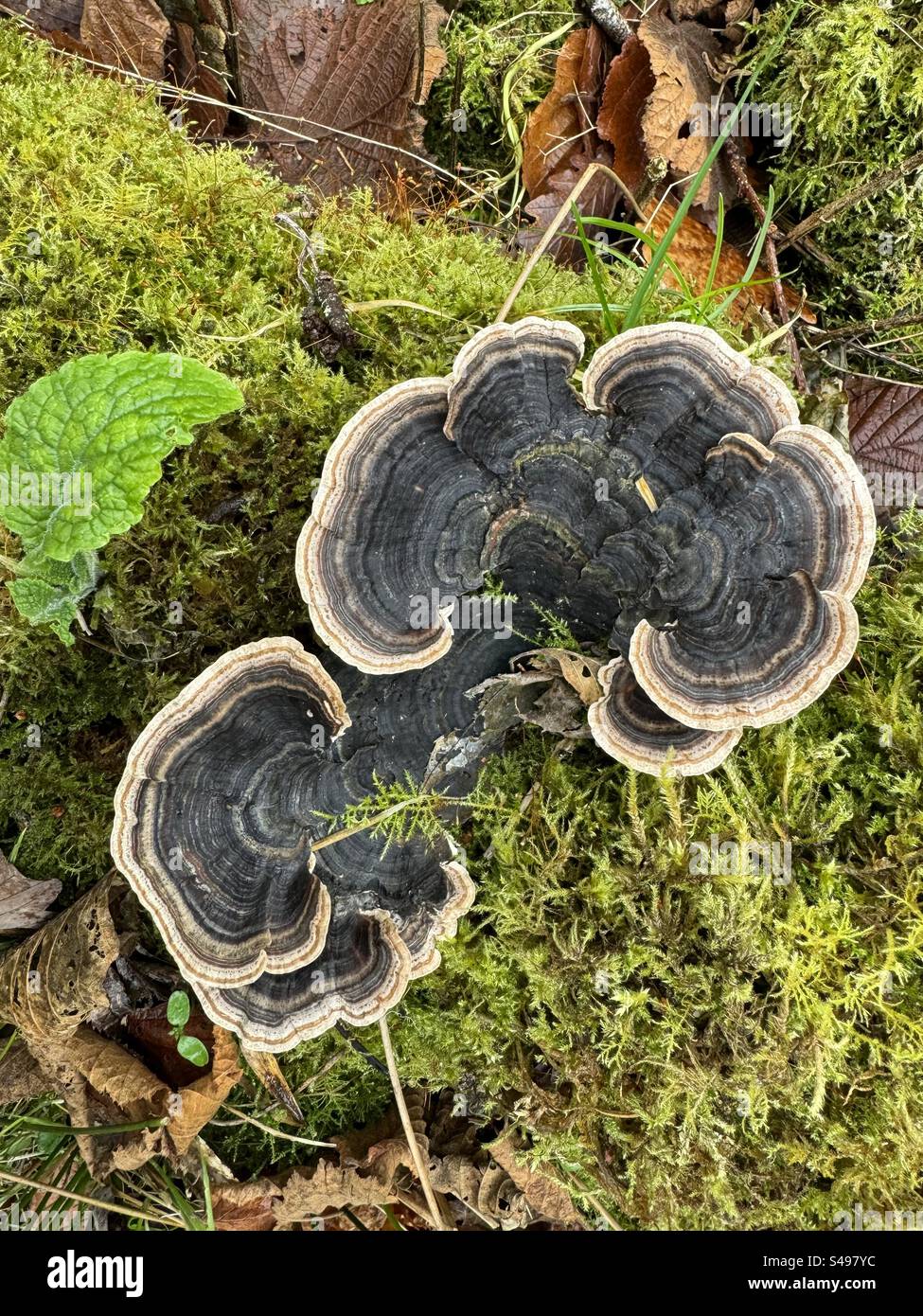Heterobasidion annosum - schwarzer Klammerpilz, der auf einem moosbedeckten alten Baumstamm in Bannau Brycheniog (Brecon Beacons) Wales im Dezember wächst. Stockfoto