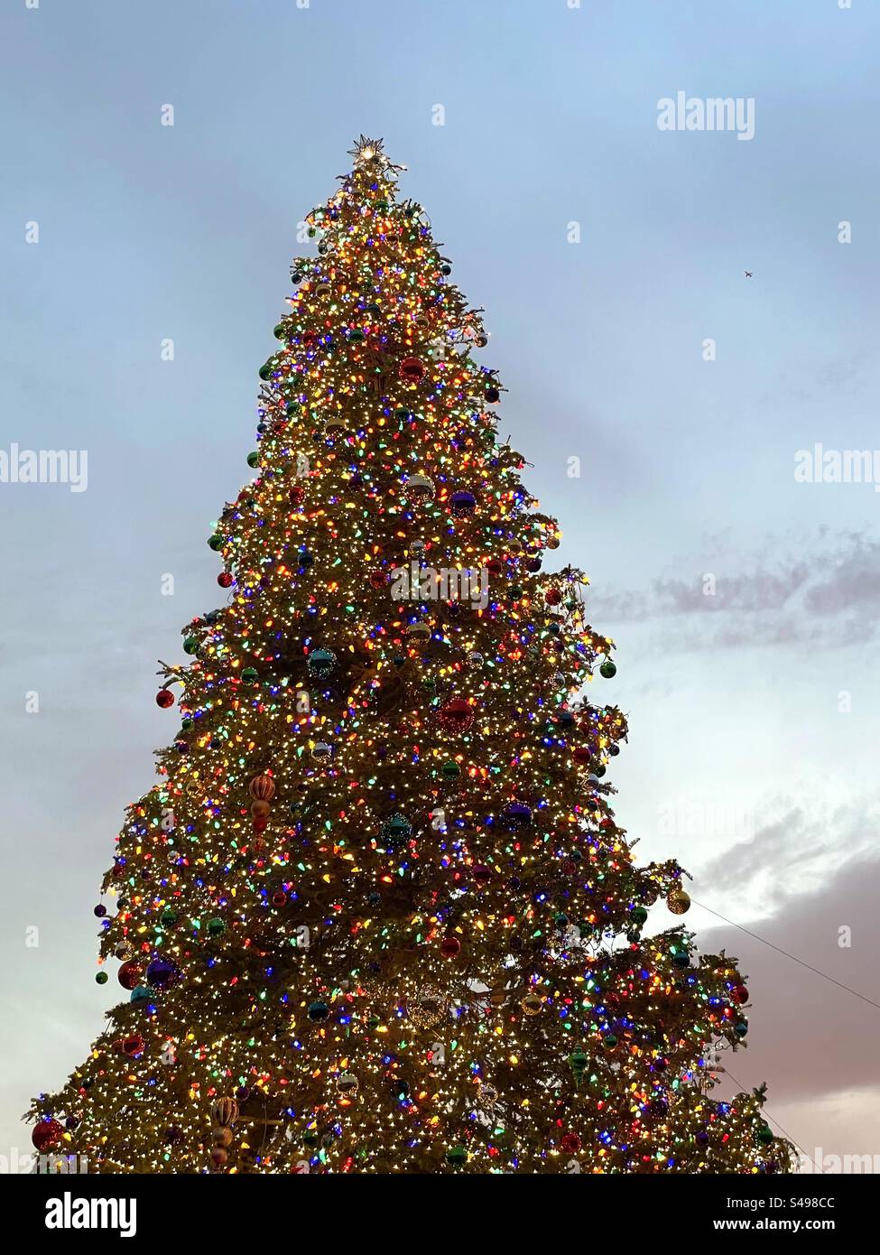 Outdoor-Weihnachtsbaum - Smartphone-aufgenommenes Stockfoto