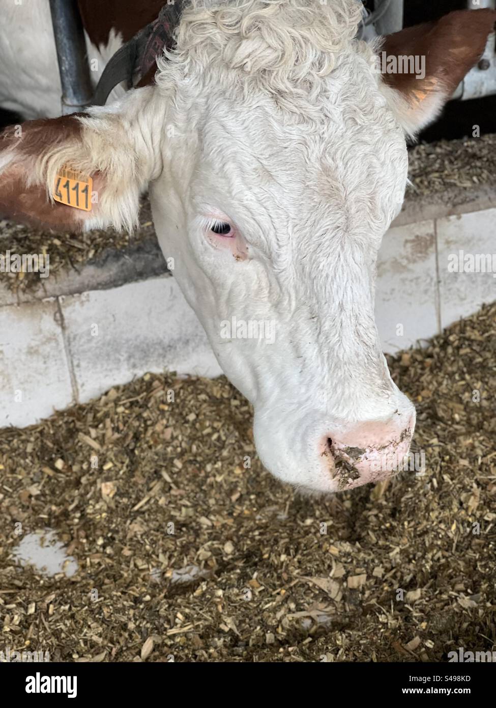 Vache qui mange ration mélangée Stockfoto