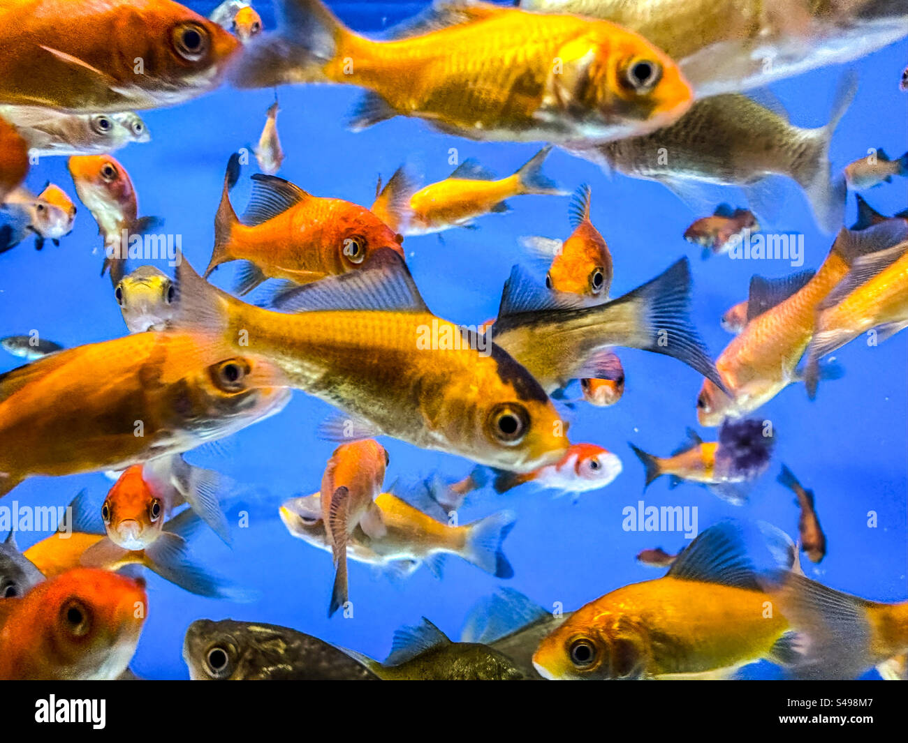 Schule von gefangenen Goldfischen in verschiedenen Farben - Smartphone-aufgenommenes Stockfoto