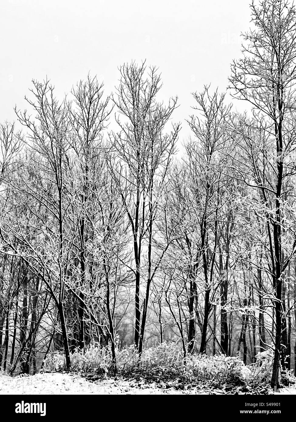 Bäume bedeckt mit Schnee und Eis an einem kalten Wintertag. Stockfoto