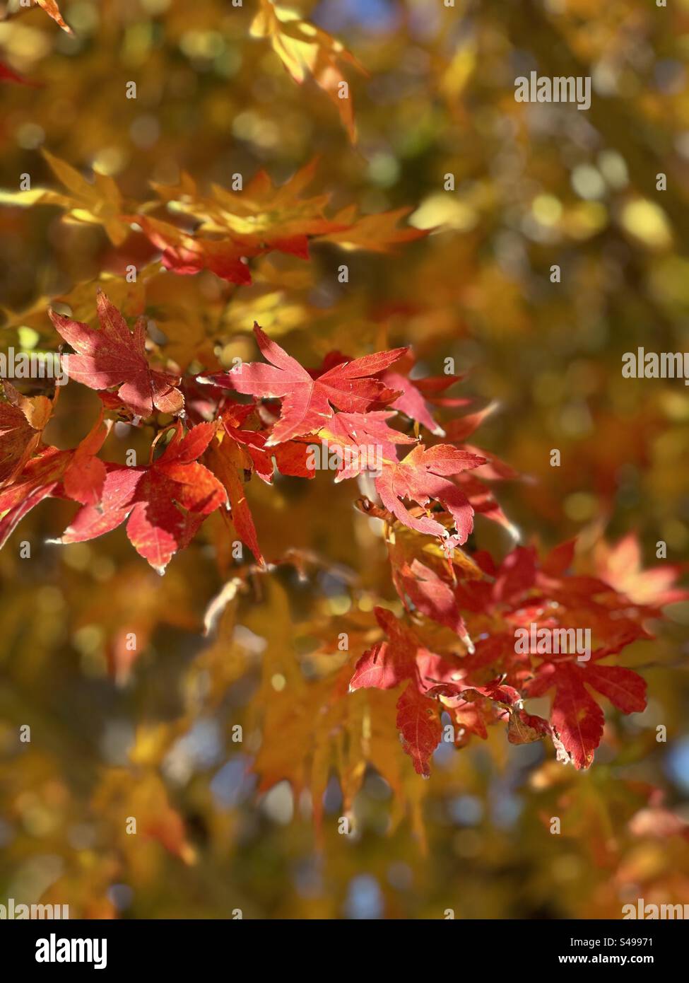 Im Herbst hinterlässt der Ahornbaum in Florida den Hintergrund Stockfoto