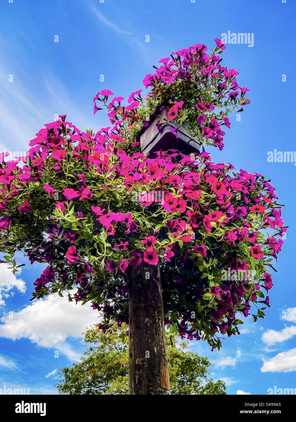 Niedriger Winkel der blühenden violetten Petunienpflanze in Pflanzenkasten an einem hohen Pol, die sich am blauen Himmel mit weißen Wolken abwärts bewegt. Stockfoto