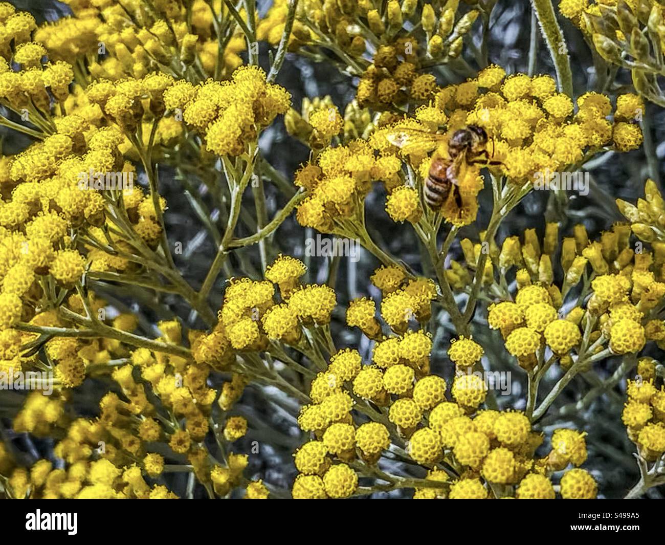 Hochwinkelansicht einer Honigbiene, die im Sommer auf gelben Knopfblumen/Immortelle-Blüten der Helichrysum italicum aka Currypflanze sucht. Vollformathintergründe. Stockfoto