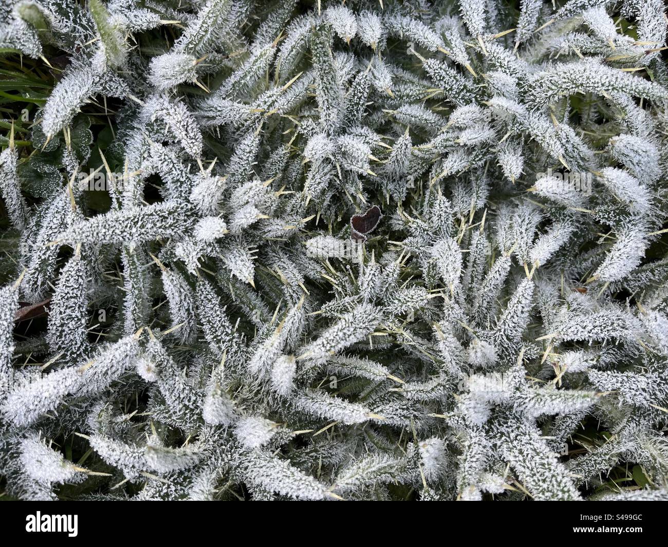 Weiße Distelblätter mit Frost bedeckt Stockfoto