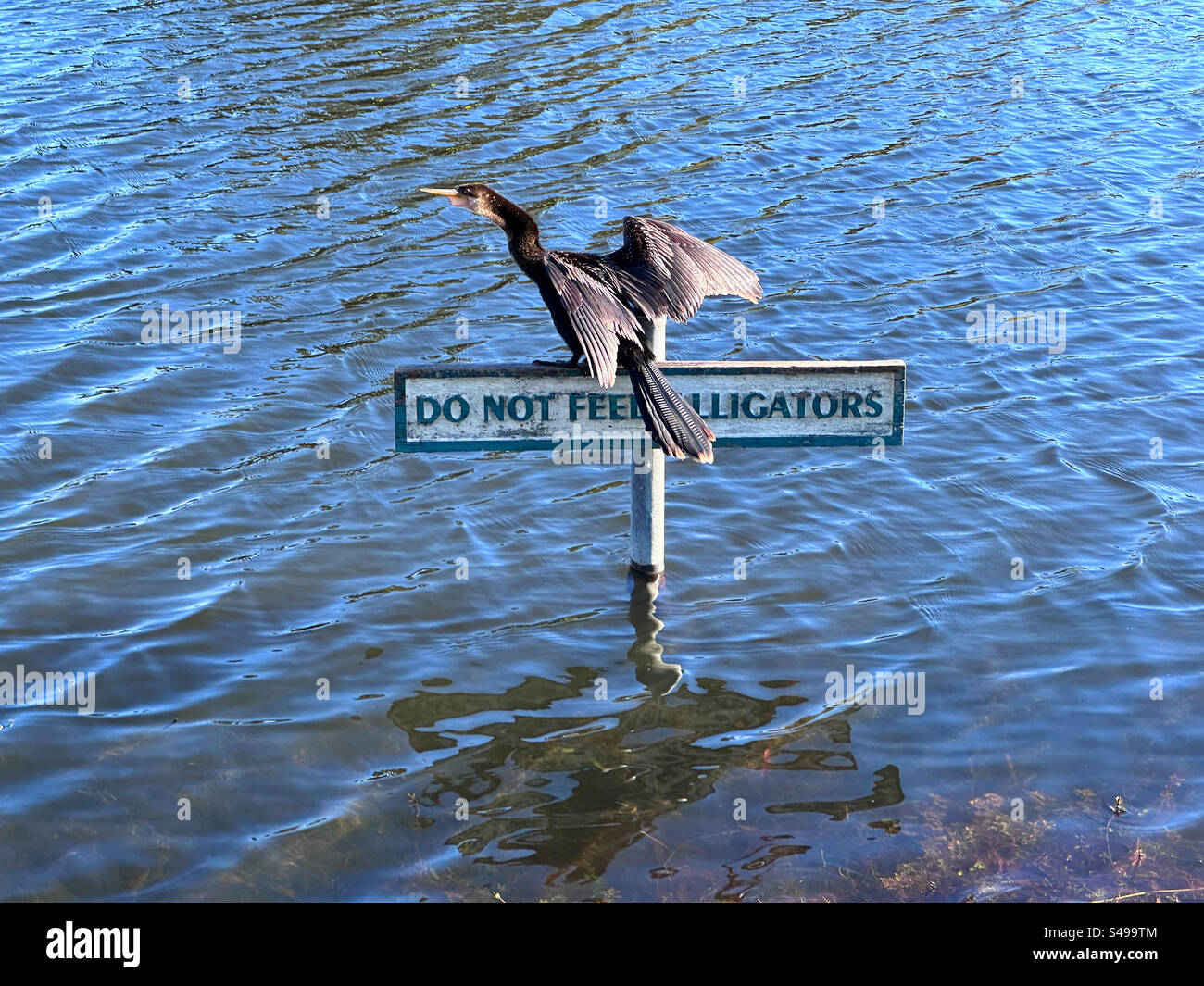 Ein Anhinga- oder Schlangenvogel auf einem Schild, das vor Alligatoren in Ponte Vedra Beach, Florida, USA warnt. Stockfoto