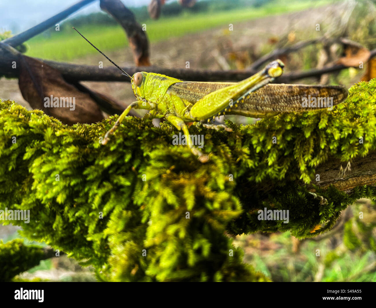 Grashüpfer entspannen sich, weil sie voll sind Stockfoto