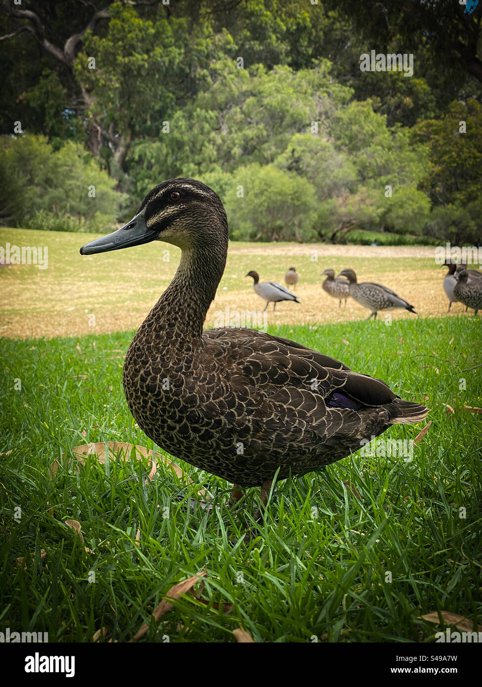 Die pazifische Schwarze Ente ist eine der vielseitigsten australischen Enten. - Smartphone-aufgenommenes Stockfoto