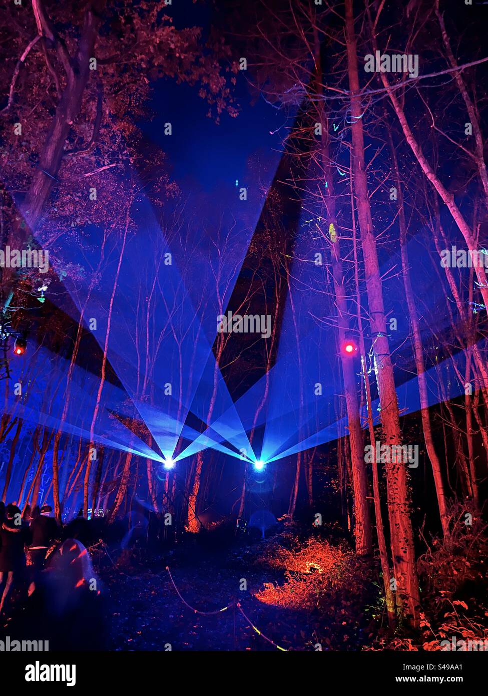 Laser im Wald Stockfoto
