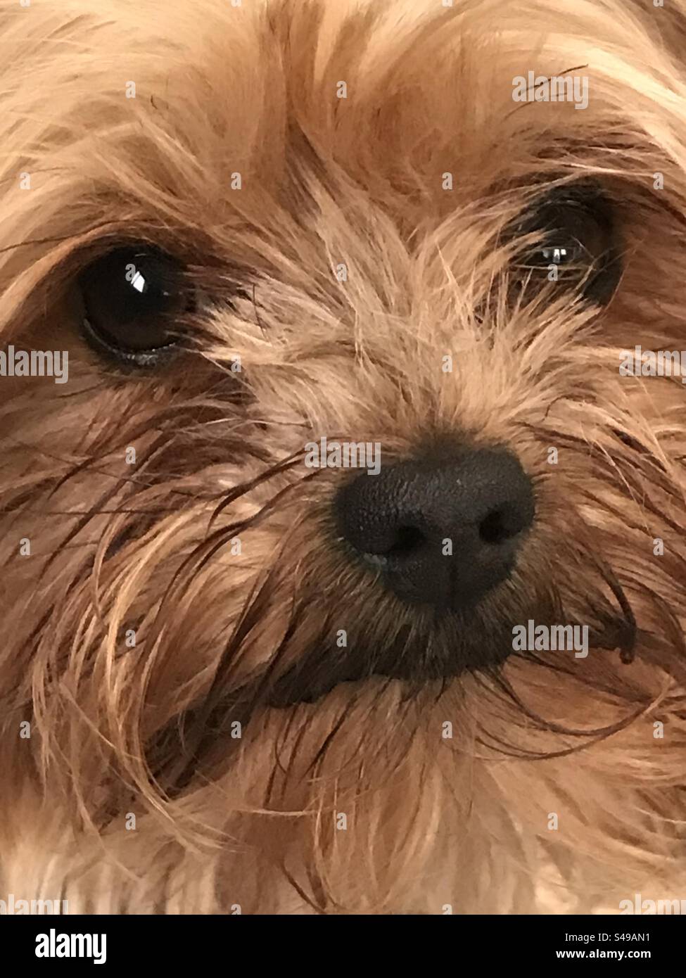 Yorkshire Terror Nahaufnahme - Smartphone-aufgenommenes Stockfoto