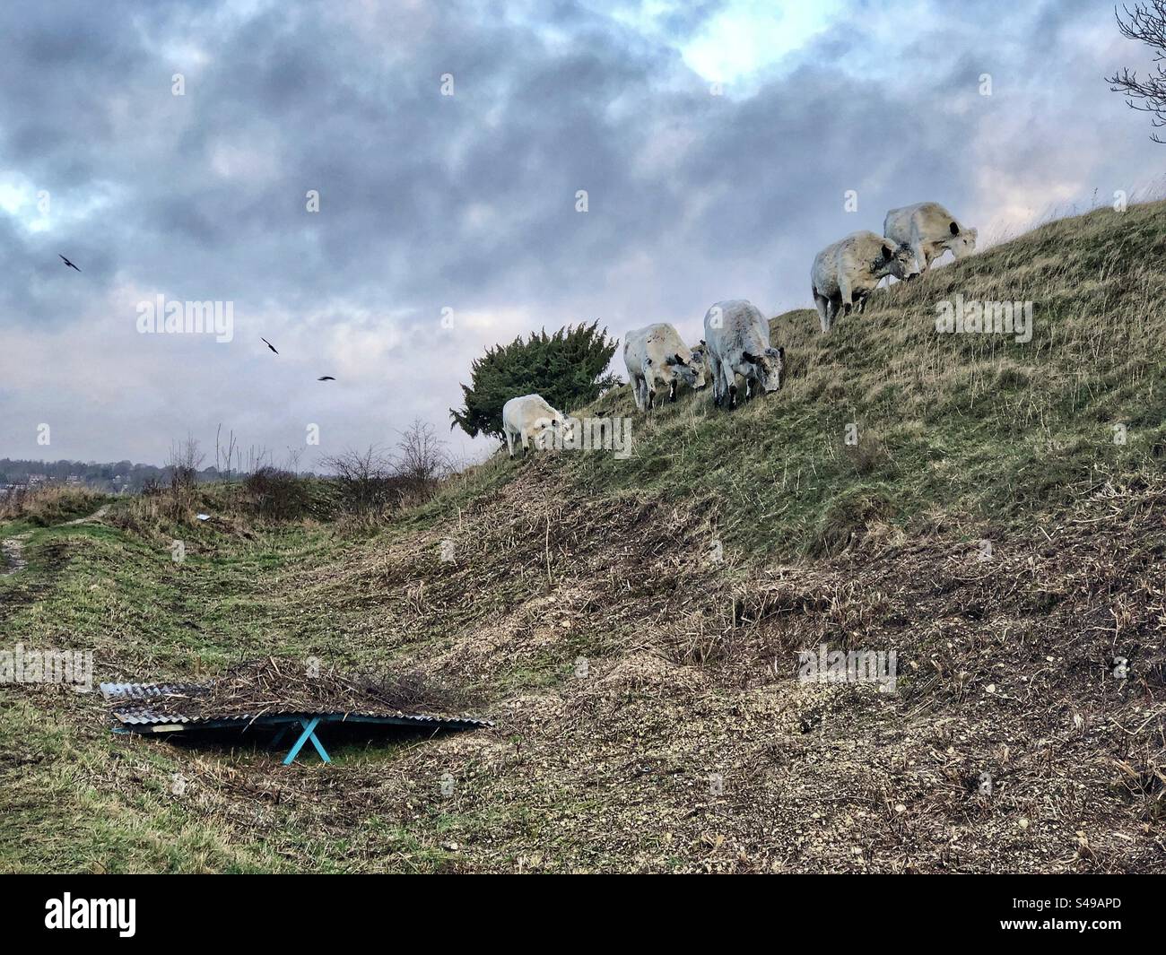 Britische Weissrinder förderten die Wildnis, und Wellblechzinn, um im Winter Bracken auf dem St. Catherine's Hill in Winchester, Hampshire, Vereinigtes Königreich zu verbrennen - Smartphone-aufgenommenes Stockfoto
