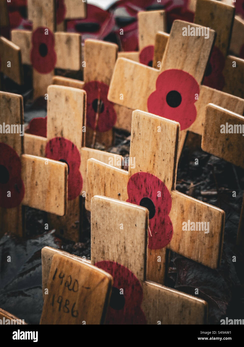 WWI und WWII Remembrance Mohnblumen: Phillip Roberts - Smartphone-aufgenommenes Stockfoto