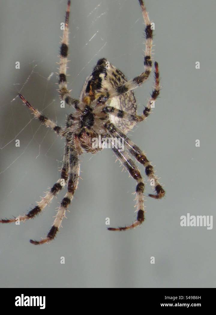 Spider - Smartphone-aufgenommenes Stockfoto