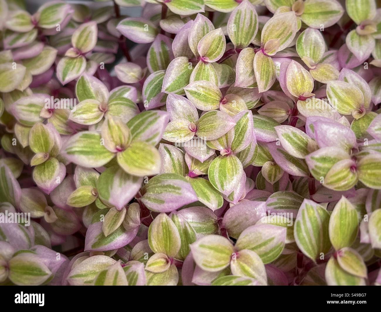 Vollbild-Nahaufnahme von Callisia repens Pink Lady/Turtle Rebe Sukkulenten Pflanze. Hintergründe. Bunte Blätter. - Smartphone-aufgenommenes Stockfoto