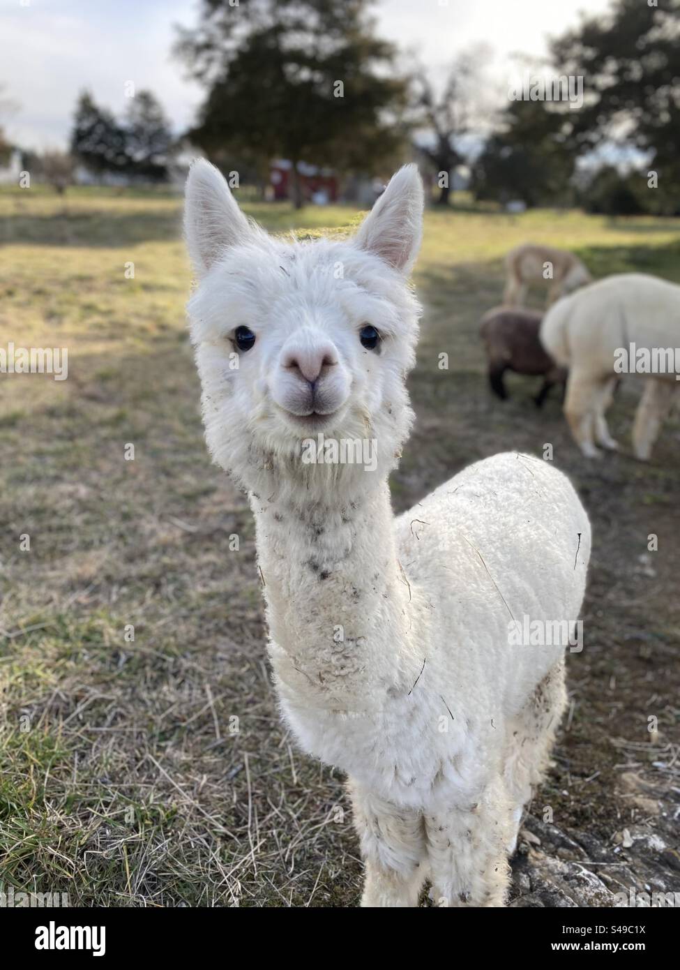Ein kurioses, süßes, weißes Alpaka schaut in die Kamera. - Smartphone-aufgenommenes Stockfoto