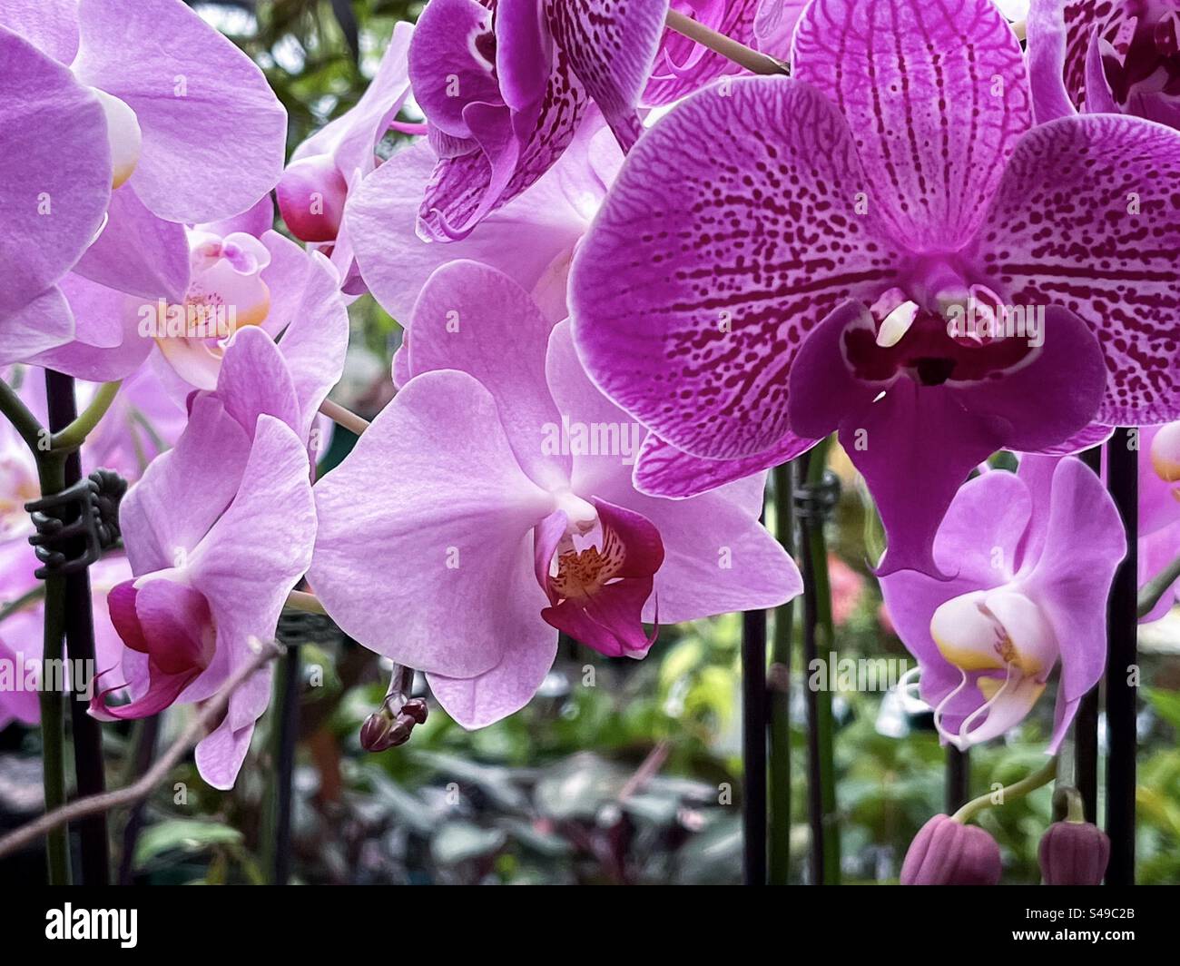 Nahaufnahme violetter Mottenorchideen/Phalaenopsis-Blütepflanzen. Fokus auf den Vordergrund. - Smartphone-aufgenommenes Stockfoto