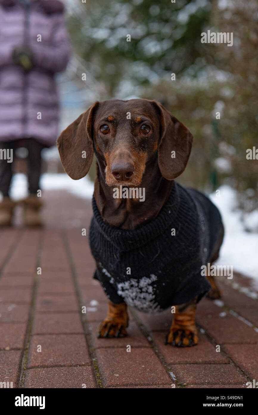 Porträt eines Dackels - Smartphone-aufgenommenes Stockfoto