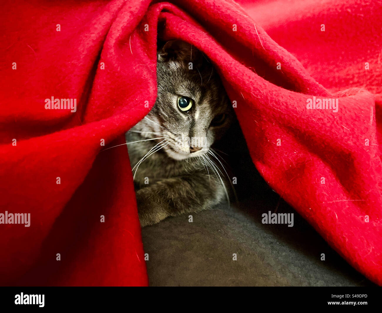Grauer Tabby, der unter der roten Decke rausblickt. Stockfoto