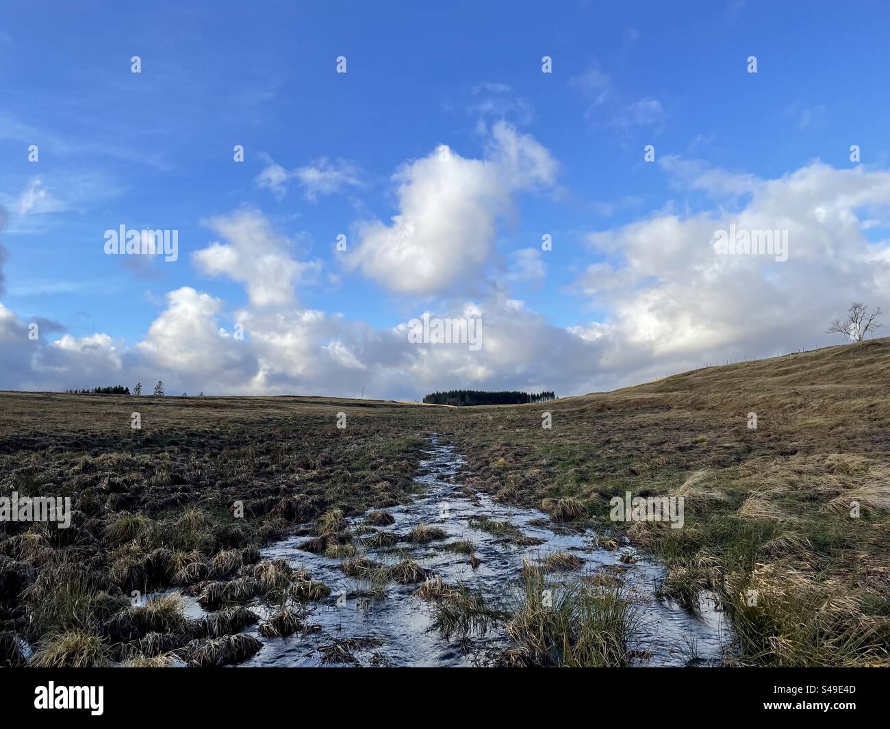 Landschaft im Harz, Wiese, Weide, Herbst Stockfoto