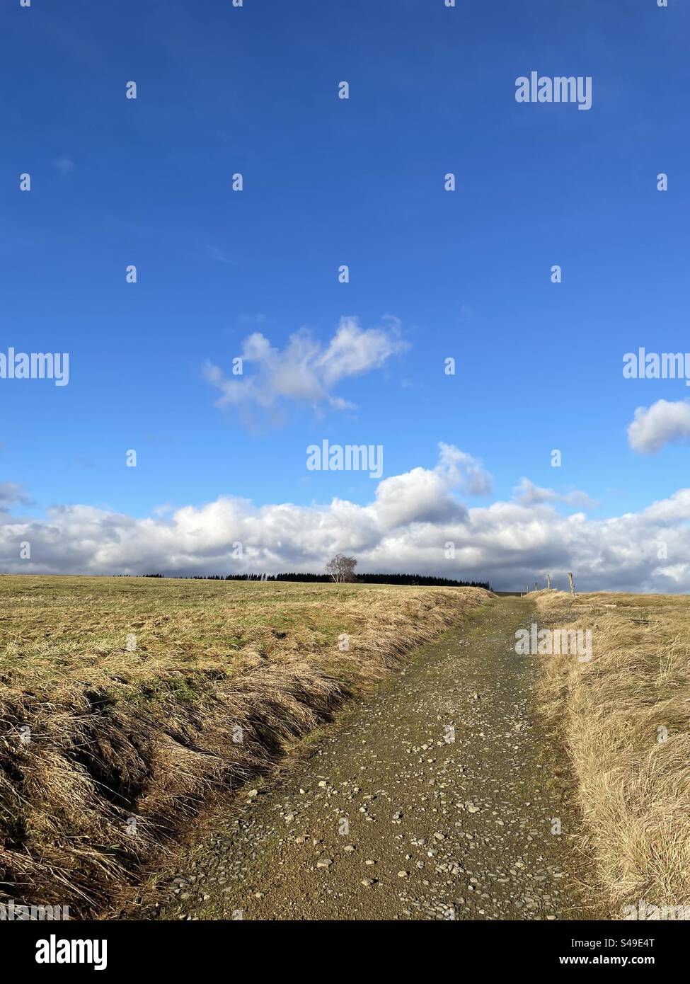 Landschaft im Harz, Wiese, Weide, Herbst Stockfoto