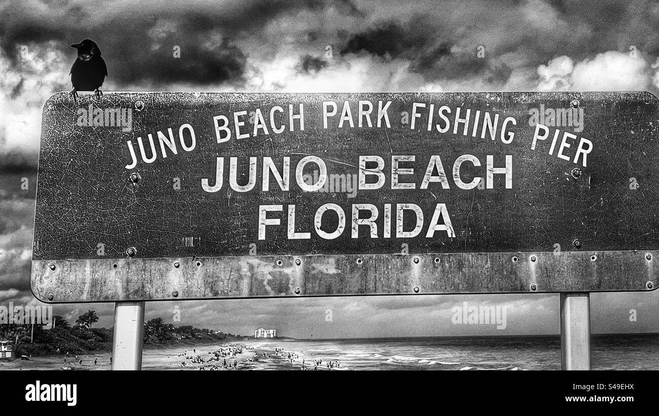 Krähe sitzt auf einem Willkommensschild am Juno Beach am Juno Pier in Jupiter, Florida, USA an einem sonnigen warmen, wenn auch teilweise bewölkten Tag im Januar. Stockfoto
