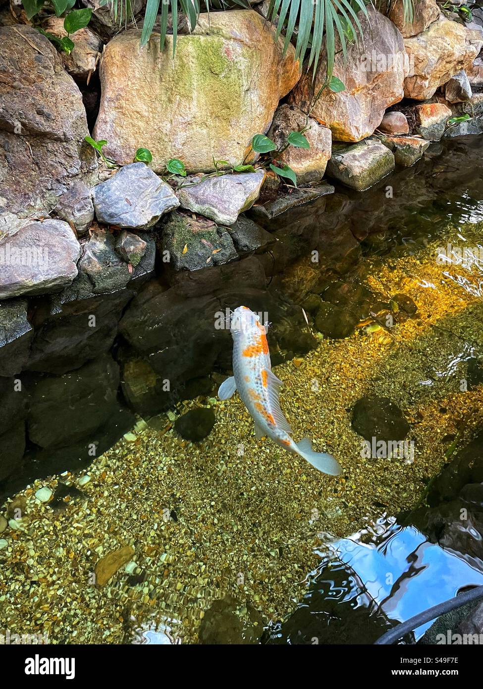 Einzelner Koi-Karpfen im Zierteich - Smartphone-aufgenommenes Stockfoto