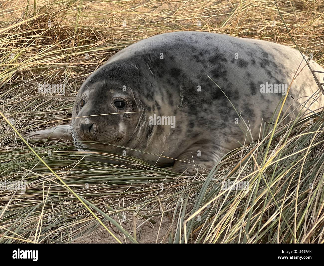 Nahaufnahme von jungen Graurobbenjungen in natürlicher Umgebung auf grasbewachsenen Sanddünen am Strand im Winter Stockfoto