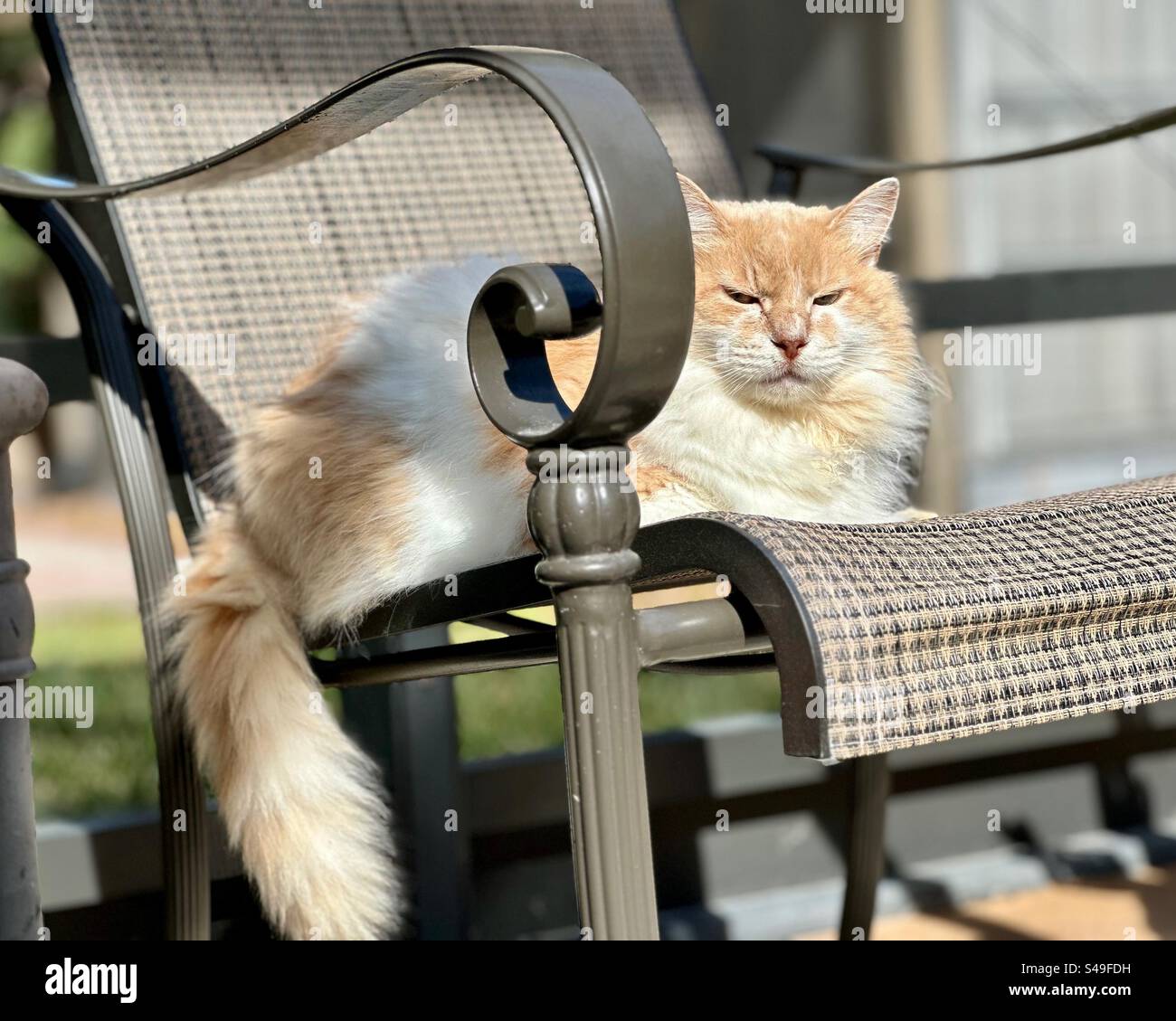 Eine orange-weiße, langhaarige Katze liegt auf einem Terrassensessel am Pool und schwingt in der Morgensonne, während ihr Schwanz über den linken Rand fällt. - Smartphone-aufgenommenes Stockfoto