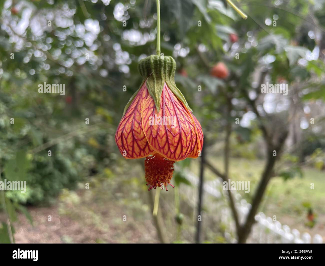 Red Vein Chinese Laterne Blume, Florida Stockfoto