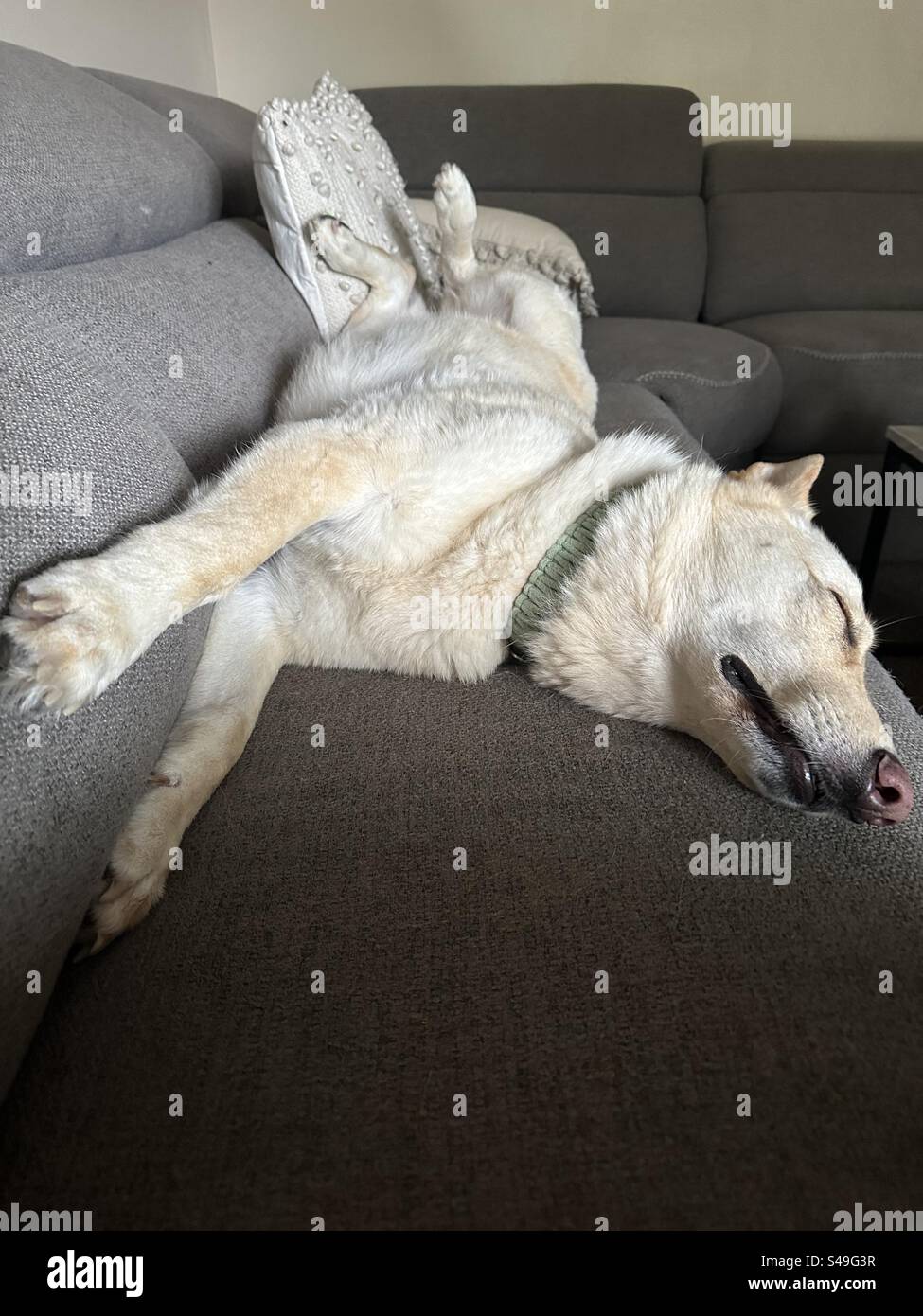 Ein Hund macht ein Nickerchen in der Sonne Stockfoto