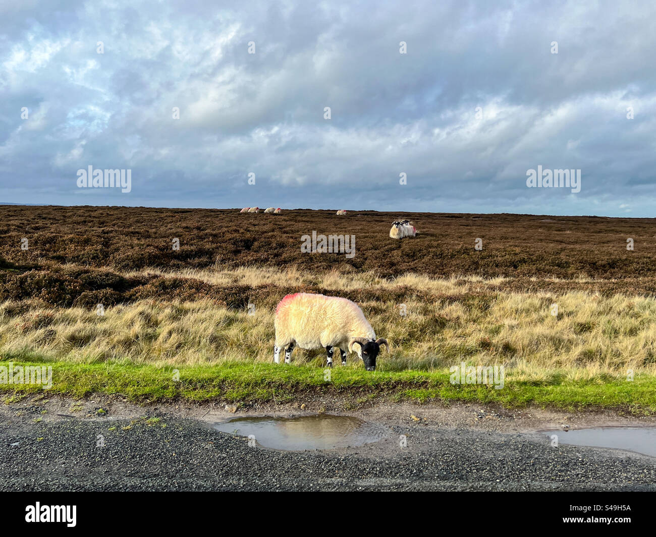 RAM isst Gras in den North York Moors bei Goathland - Smartphone-aufgenommenes Stockfoto