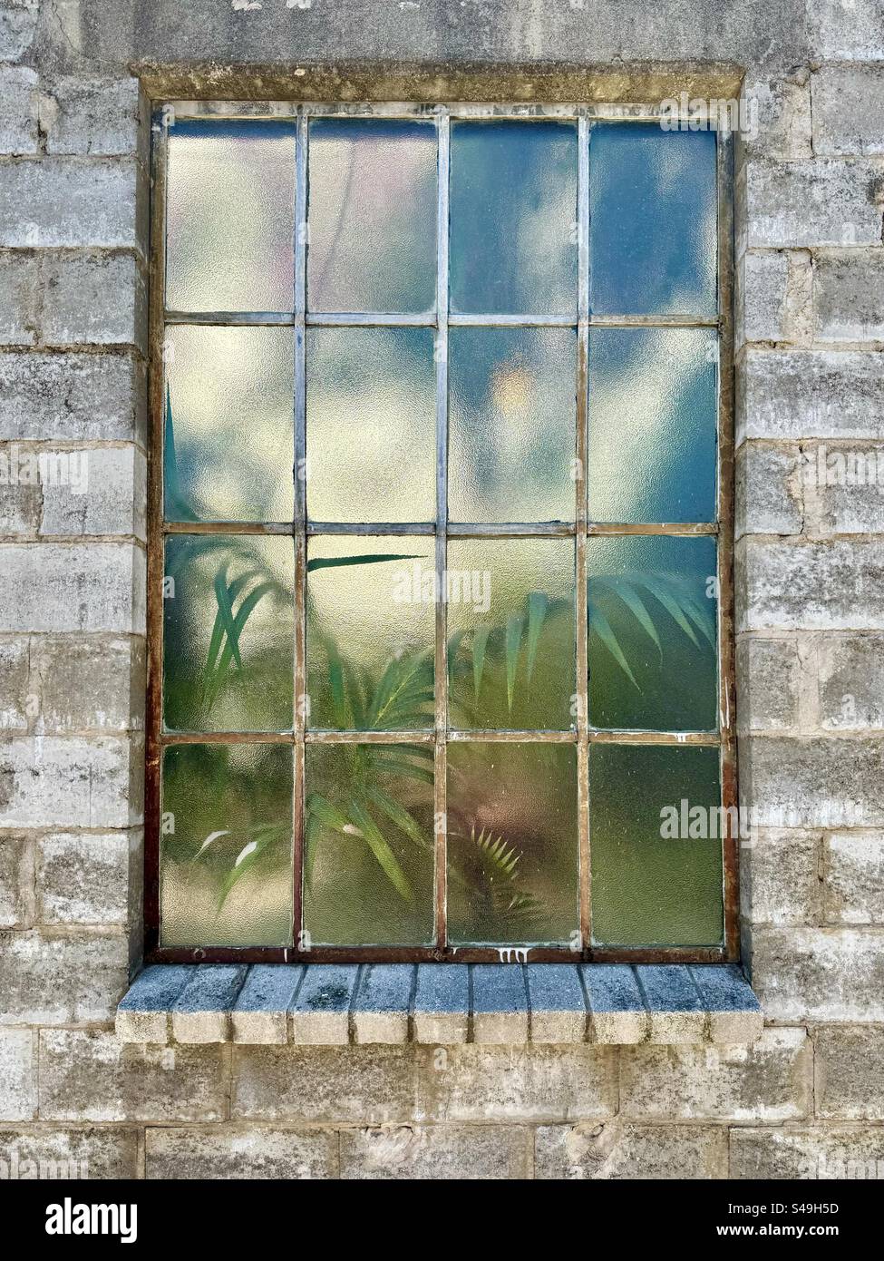 Gefilterte Sicht auf Pflanzen und Licht durch Fenster Stockfoto