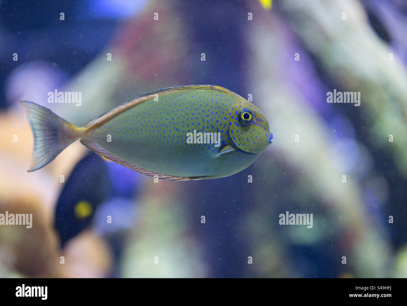 Fisch - Smartphone-aufgenommenes Stockfoto