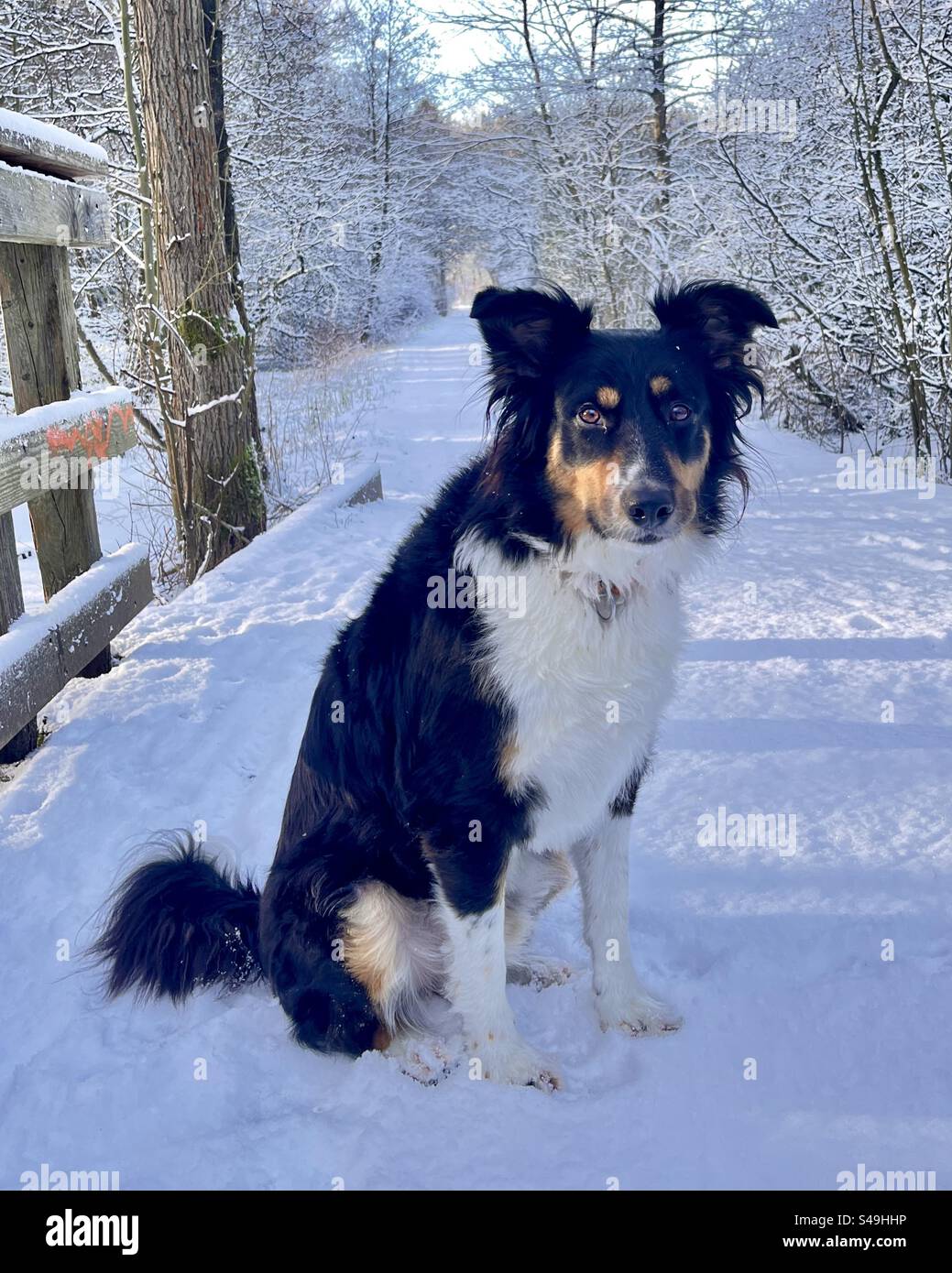 Bandiera Da Giardino Halloween Con Border Collie Nero - Tesori Di Caroline - Double Face In Poliestere