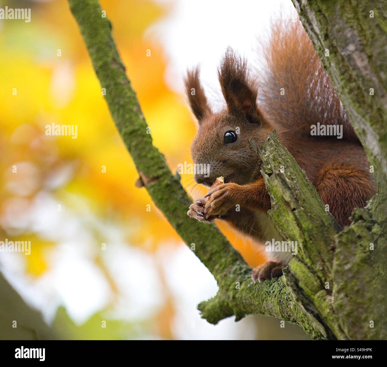 Eichhörnchen in einem Baum, das eine Mahlzeit isst - Smartphone-aufgenommenes Stockfoto