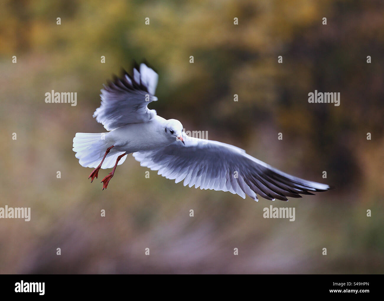 Möwe im Flug - Smartphone-aufgenommenes Stockfoto